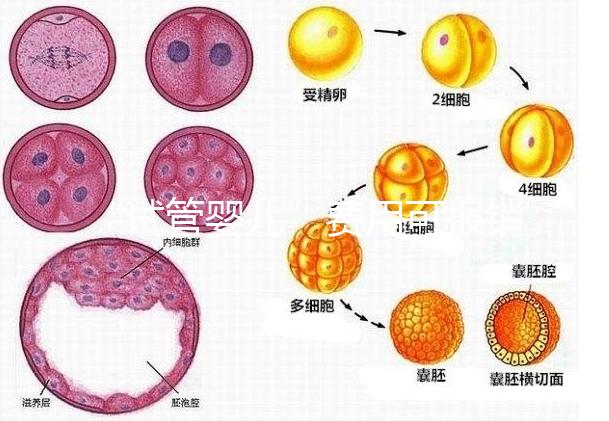 “試管嬰兒”費(fèi)用可報(bào)銷(xiāo)！11月1日起，患者可在柳人醫(yī)享受新政迎“好孕”