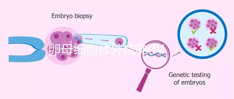 卵母細胞體外成熟(IVM)科普，不熟卵子未完的緣分