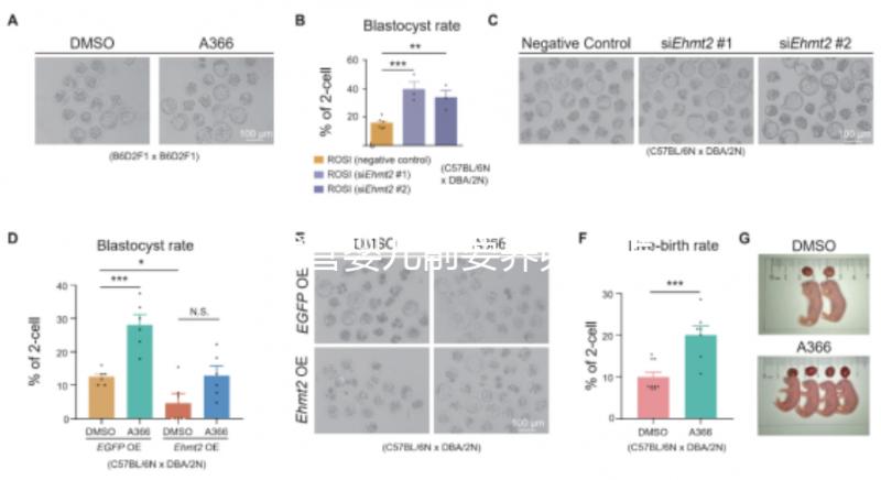 做試管嬰兒前要養(yǎng)卵，怎么做？趕緊來看看這些方法！