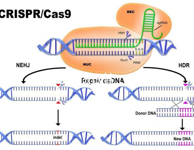 北醫三院做試管，自然周期鮮胚移植成功率是多少？