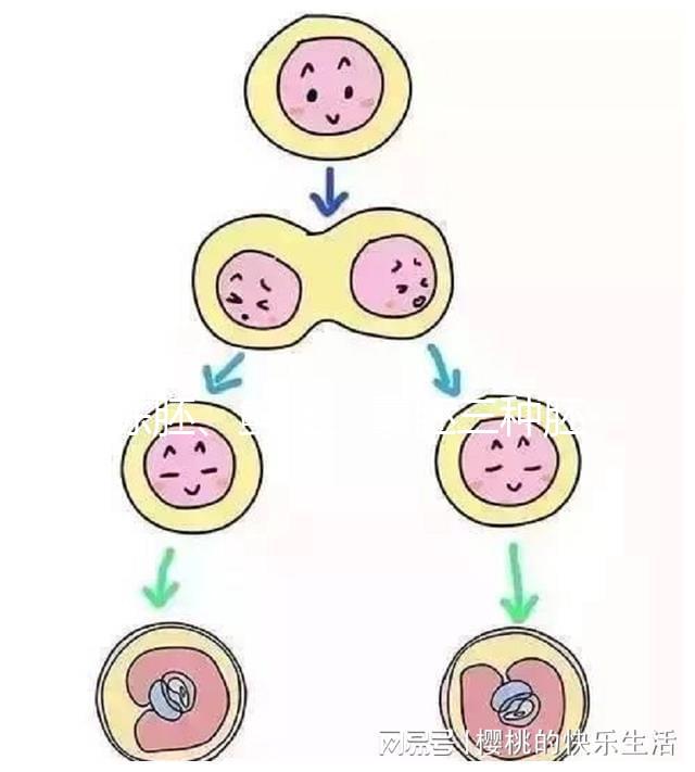凍胚、鮮胚、囊胚三種胚胎移植方式如何選？身體會(huì)給你答案