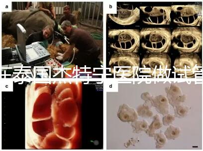 在泰國(guó)杰特寧醫(yī)院做試管嬰兒的費(fèi)用明細(xì)和醫(yī)院排名清單，輕松規(guī)劃你的試管旅程！