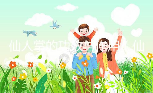 仙人掌的功效與作用（仙人掌的功效與作用治什么病）