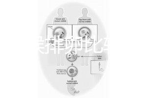 什么時候排卵比較容易？