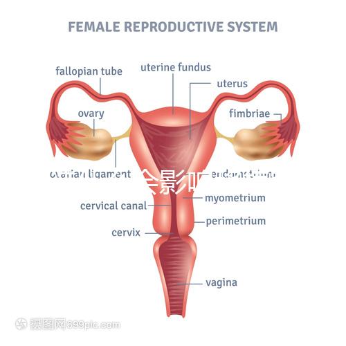 不造什么會(huì)影響移植窗口期的結(jié)果戳，時(shí)間不對(duì)著床懸乎