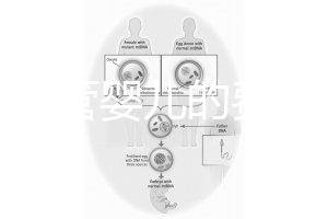 泰國試管嬰兒的費用（泰國試管嬰兒的費用是多少？）