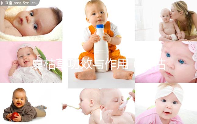 夏枯草功效與作用（夏枯草功效與作用與主治）