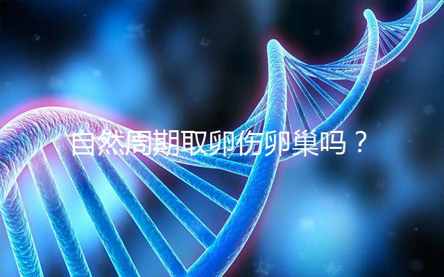 自然周期取卵傷卵巢嗎？對女性的這3大影響不能忽視