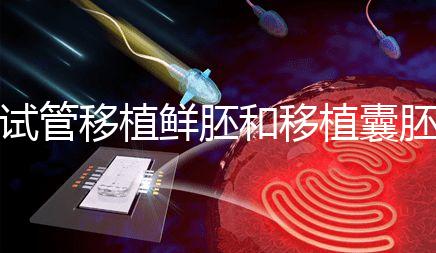 試管移植鮮胚和移植囊胚哪個成功率會高？