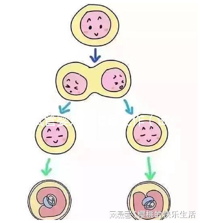 試管嬰兒的準備工作（試管嬰兒的準備工作有哪些）