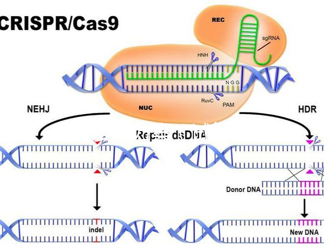 試管嬰兒方案（試管嬰兒方案有哪幾種）