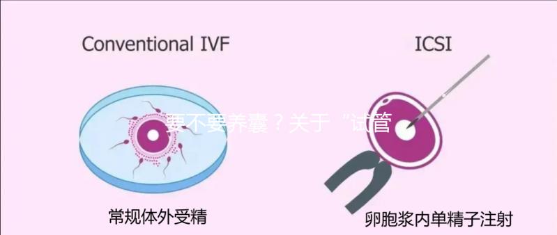 要不要養(yǎng)囊？關(guān)于“試管養(yǎng)囊”你是否會有很多問號？
