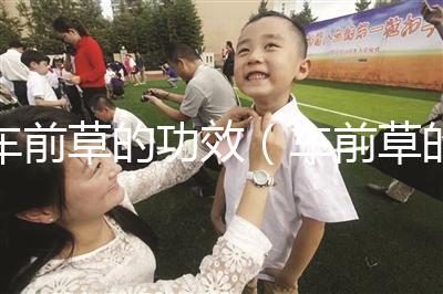 車(chē)前草的功效(車(chē)前草的食用禁忌)