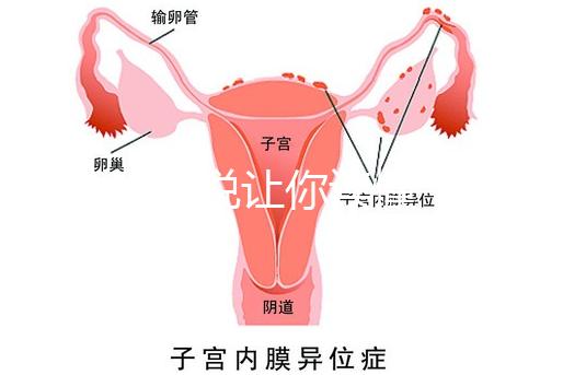 1分鐘解說讓你讀懂，排卵試紙白板一根線等各個反應(yīng)